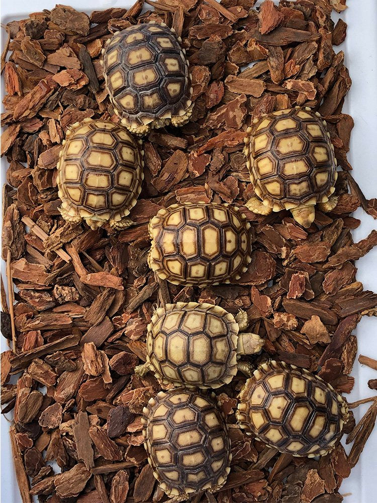 Sulcata Tortoise – PC Aquatics