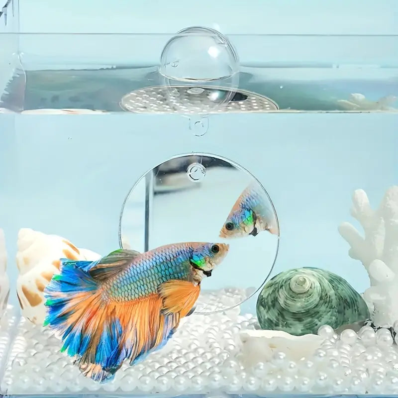 Betta Fish Training Mirror
