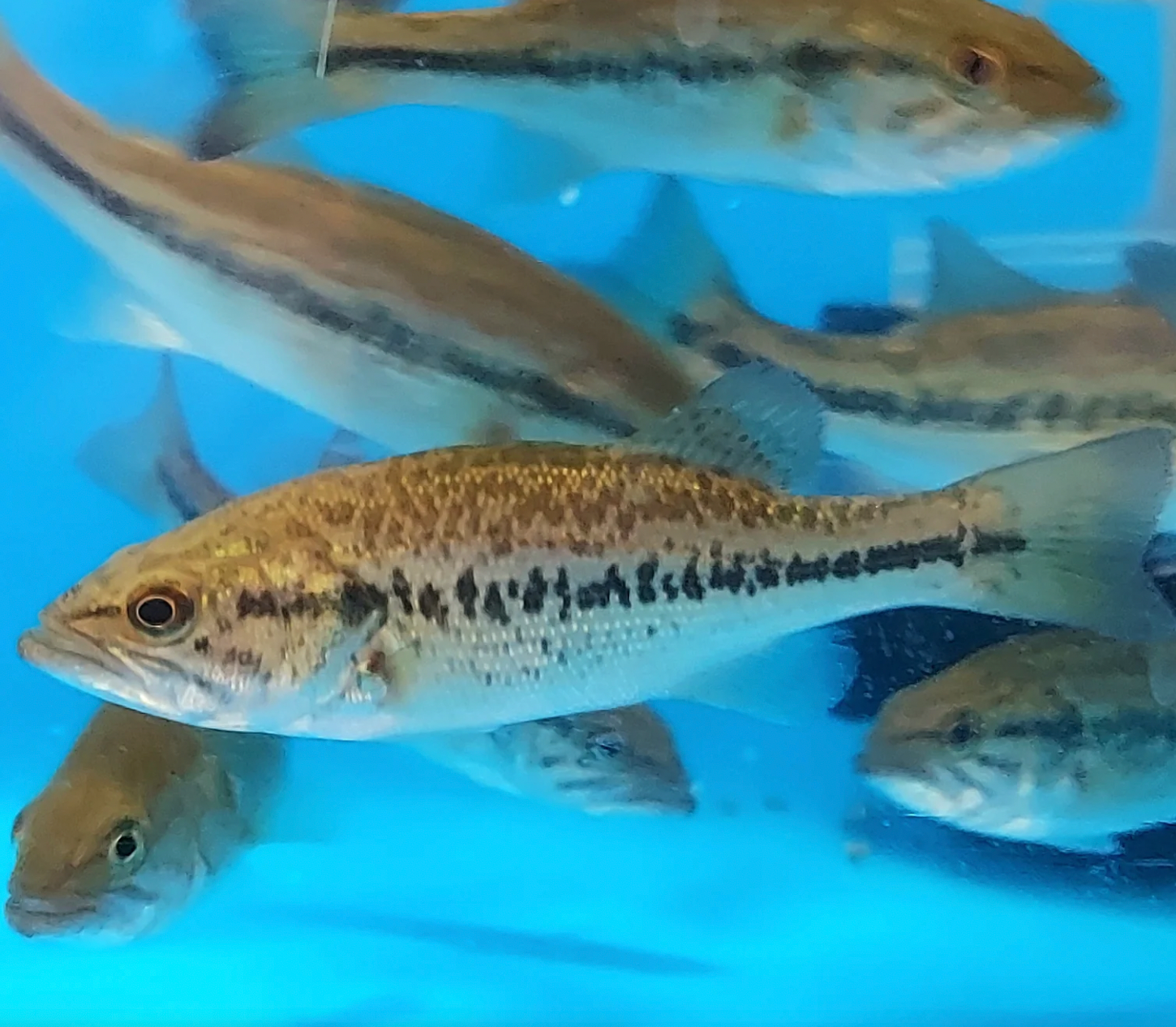 smallmouth bass aquarium