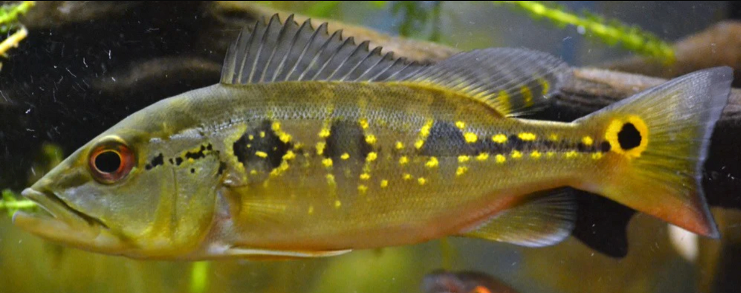 Orinoco Peacock Bass (Cichla Orinocensis)