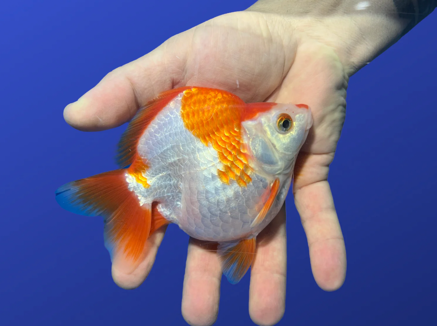 Short-Tail Ryukin Goldfish (Carassius Auratus)