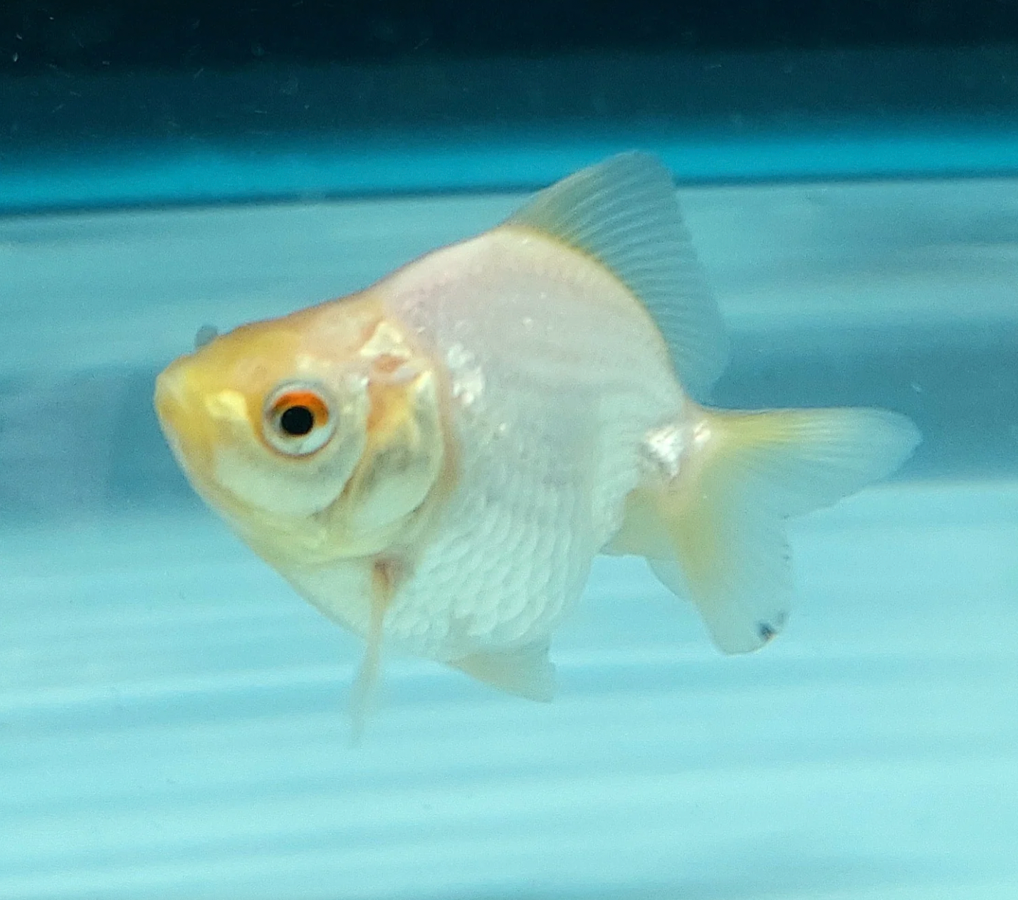 White Short-Tail Ryukin Goldfish (Carassius Auratus)
