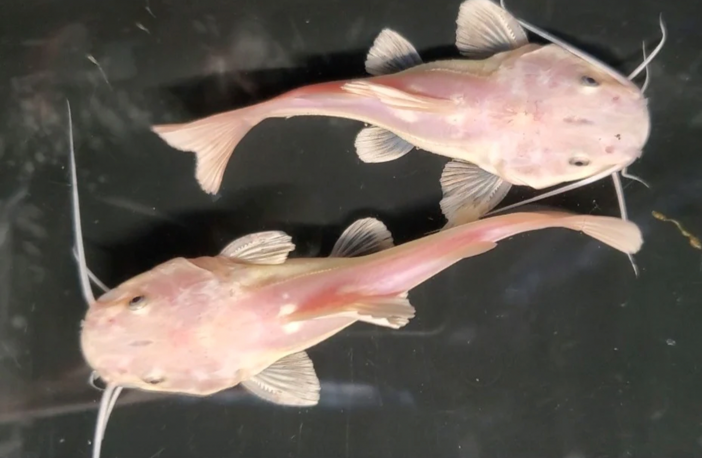 Phantom Redtail Catfish (Phractocephalus Hemioliopterus)