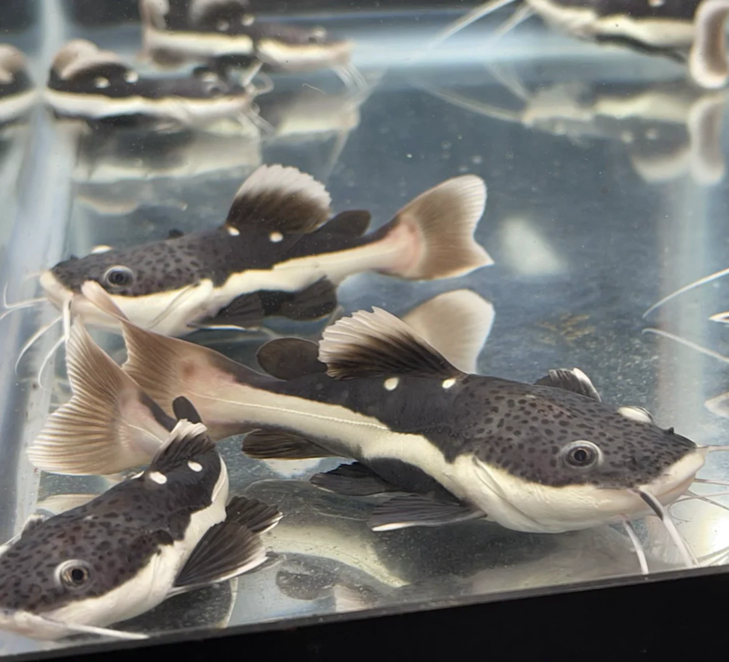 Baby red sales tail catfish care