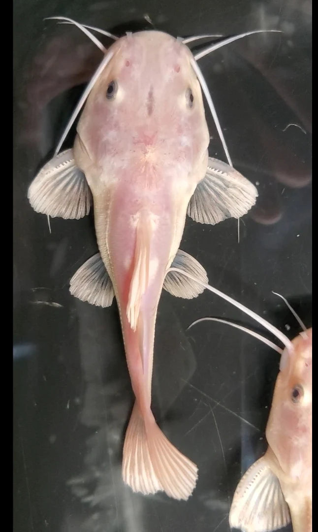 Phantom Redtail Catfish (Phractocephalus Hemioliopterus)