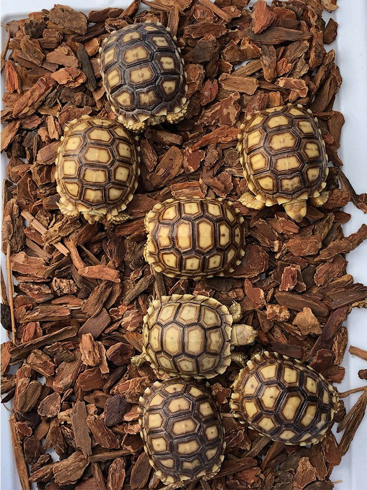 Sulcata Tortoise