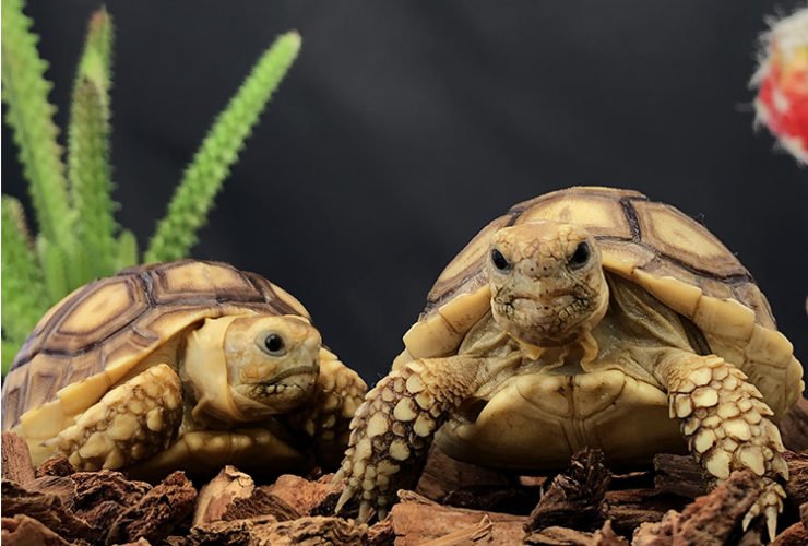 Sulcata Tortoise