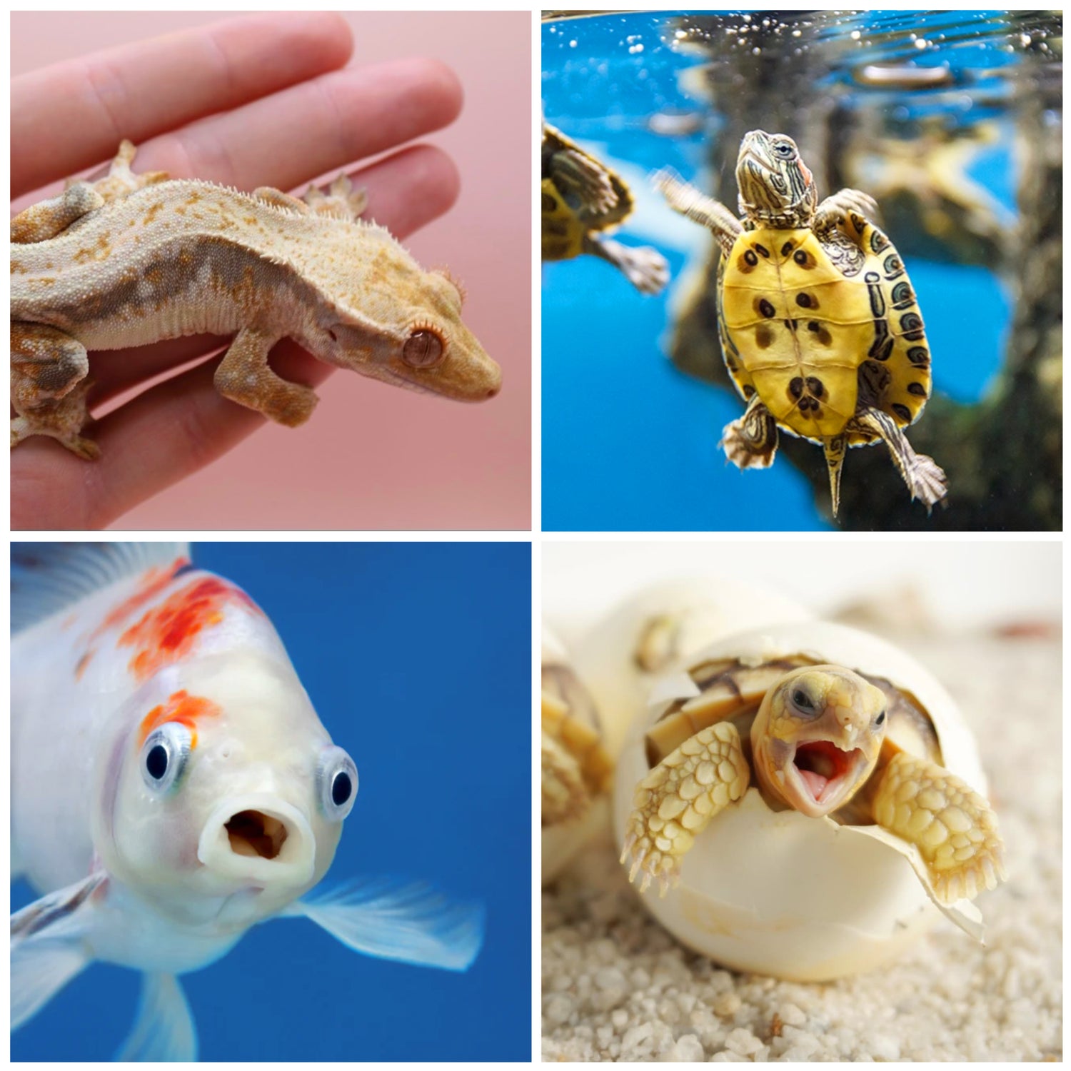 Mystery Fish Box – PC Aquatics