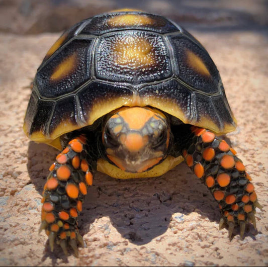 Red-Footed Tortoise