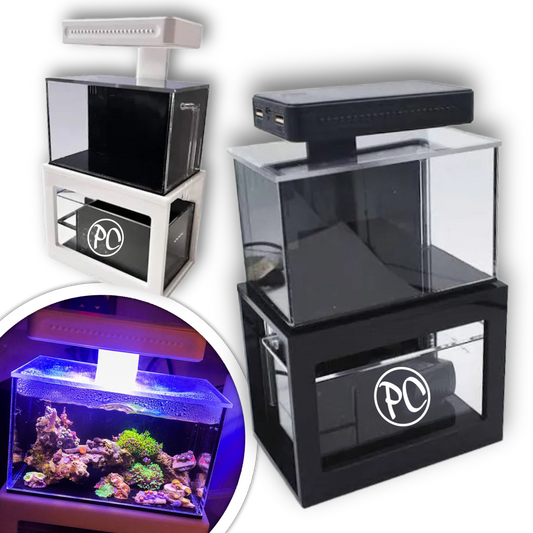 Mystery Fish Box – PC Aquatics