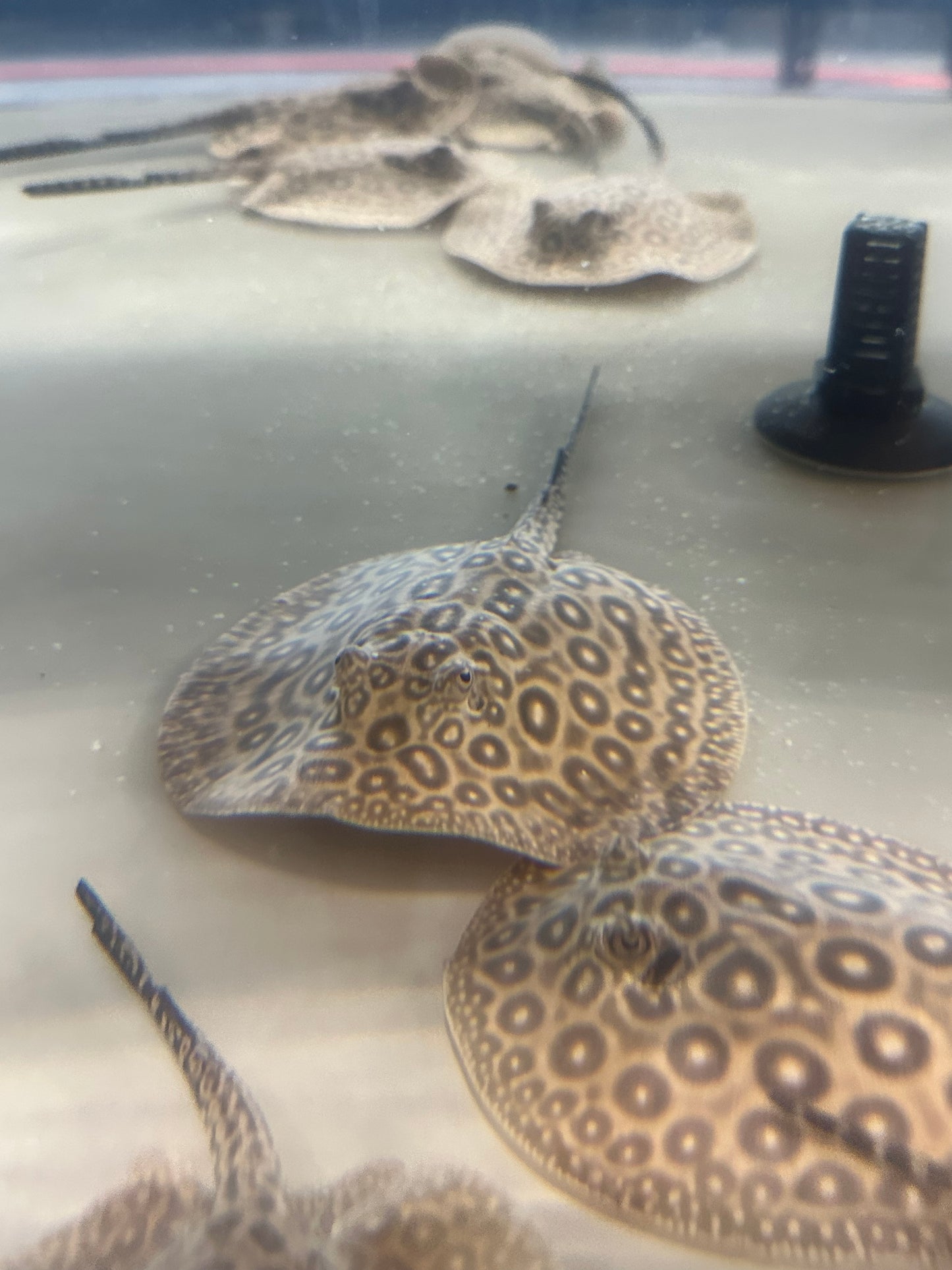 Pearl Freshwater Stingray (Potamotrygon Jabuti)