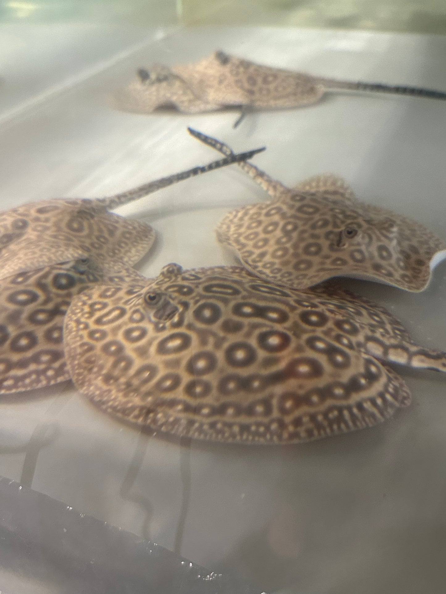 Pearl Freshwater Stingray (Potamotrygon Jabuti)