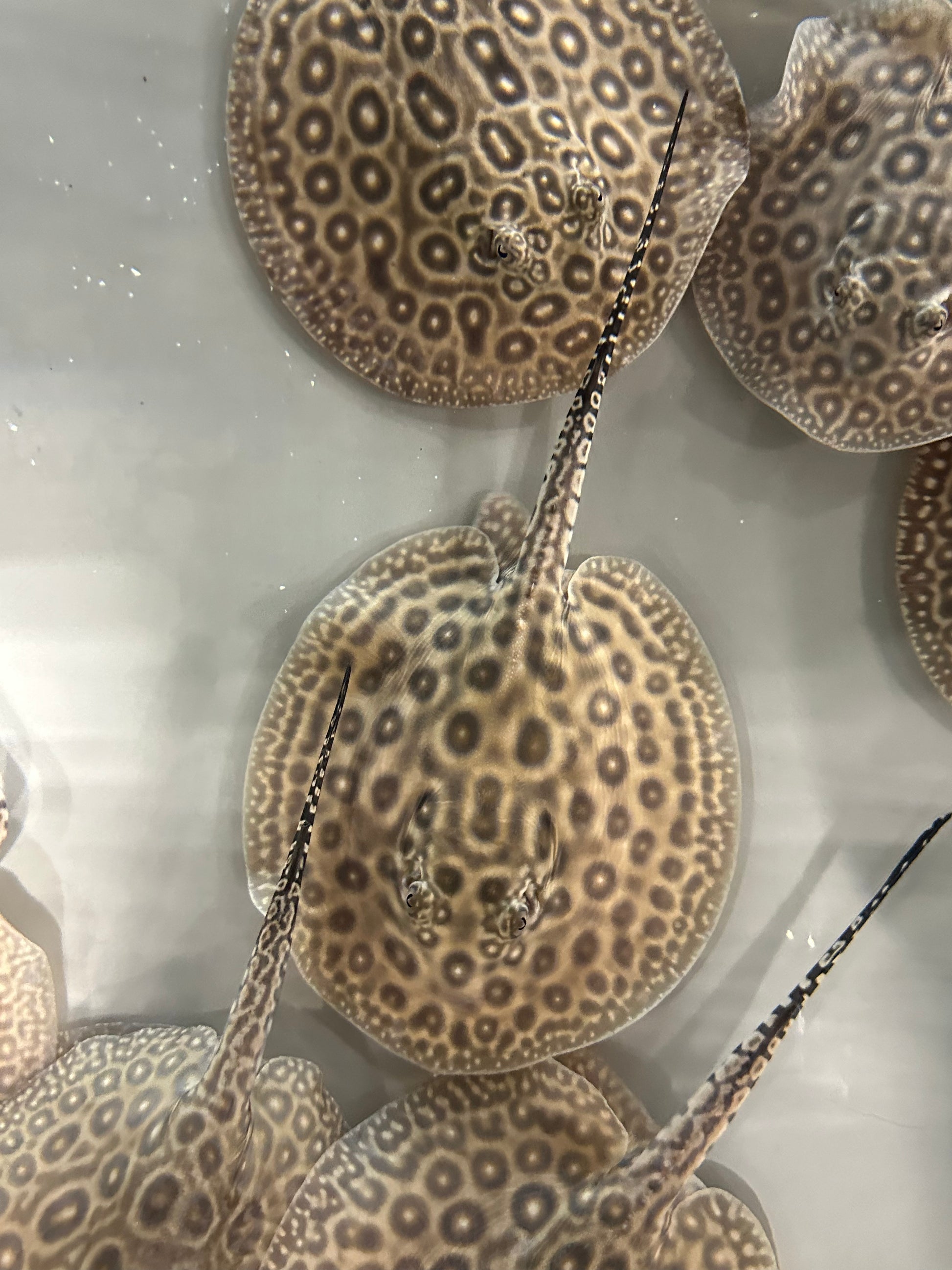 Freshwater stingray deals