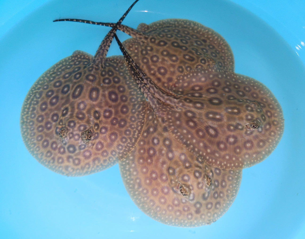 Pearl Freshwater Stingray (Potamotrygon Jabuti)