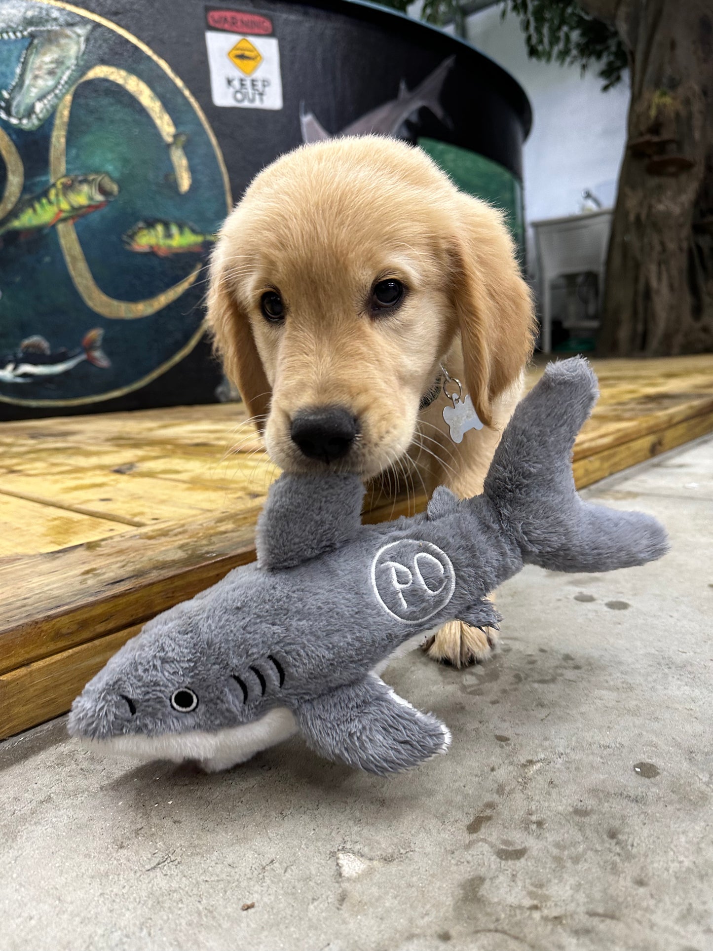 Shark Plushie