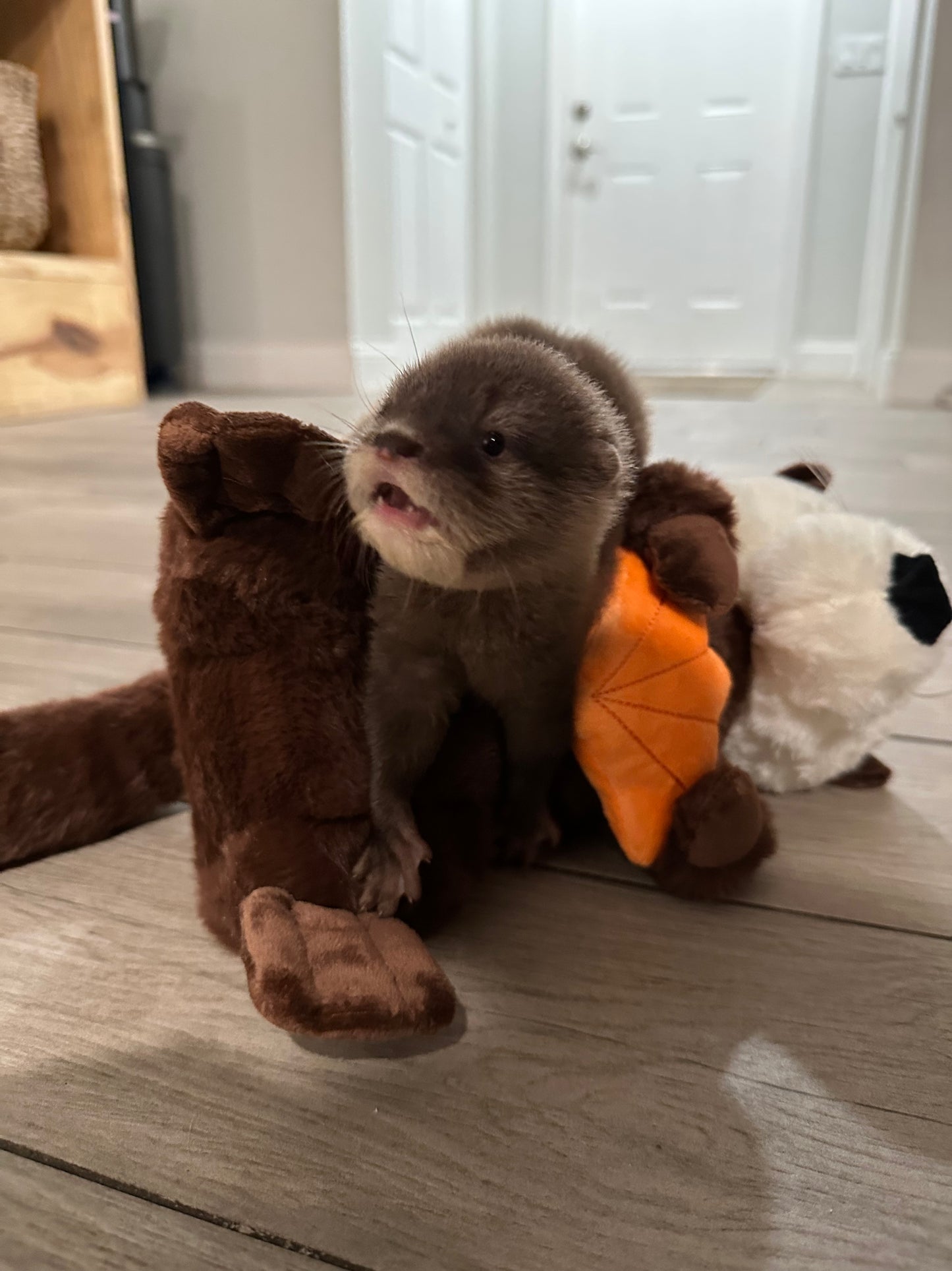 Otter Plushie (Lola)