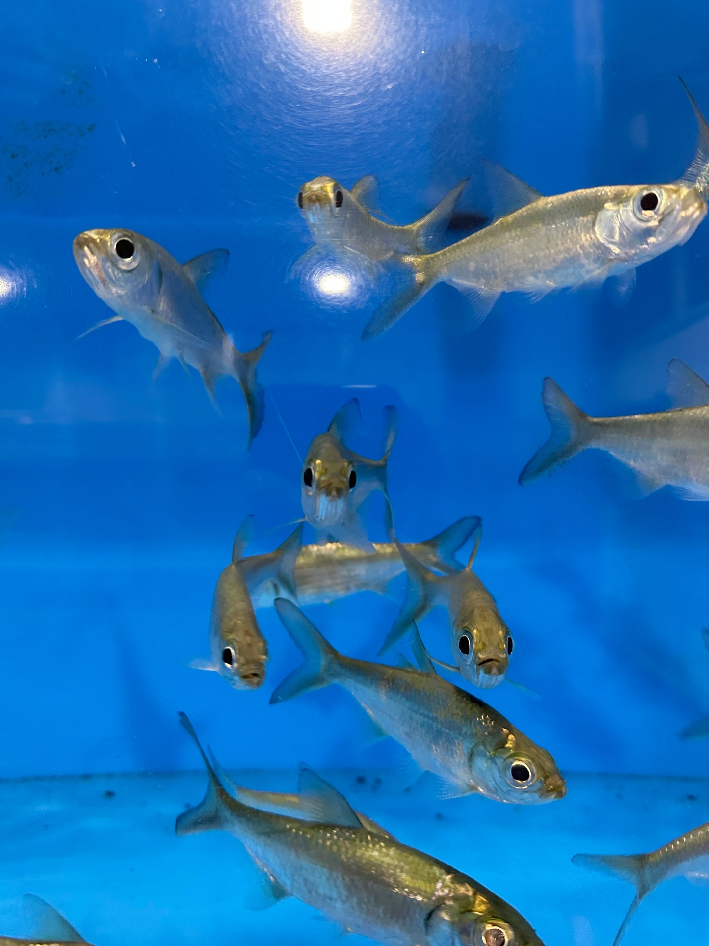 Indo Pacific Tarpon (Megalops Cyprinoides)