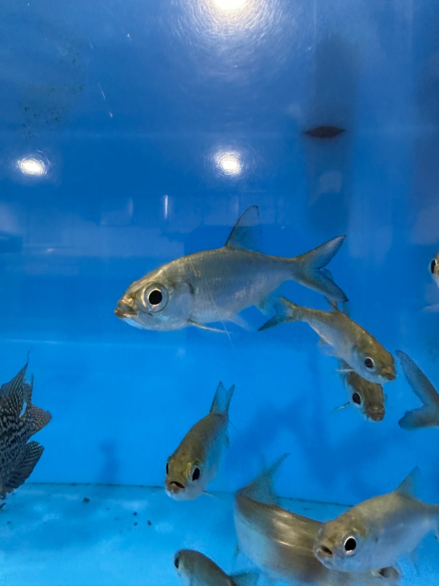 Indo Pacific Tarpon (Megalops Cyprinoides)