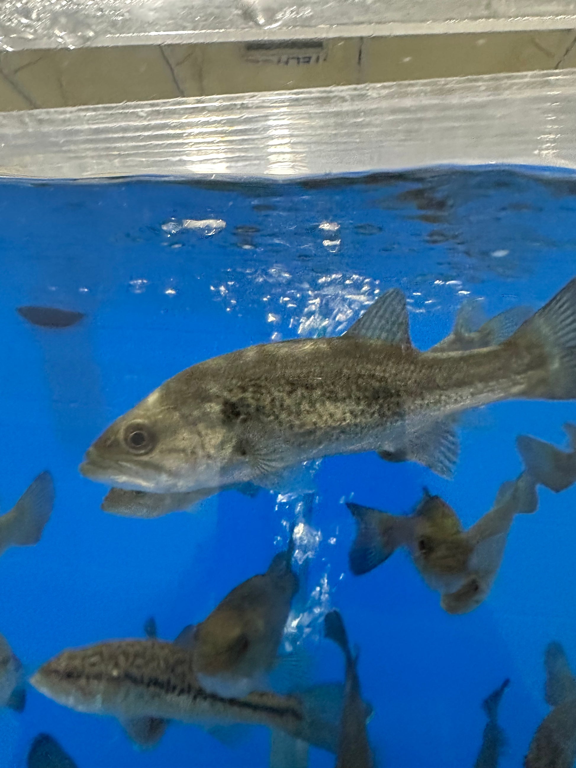 smallmouth bass aquarium