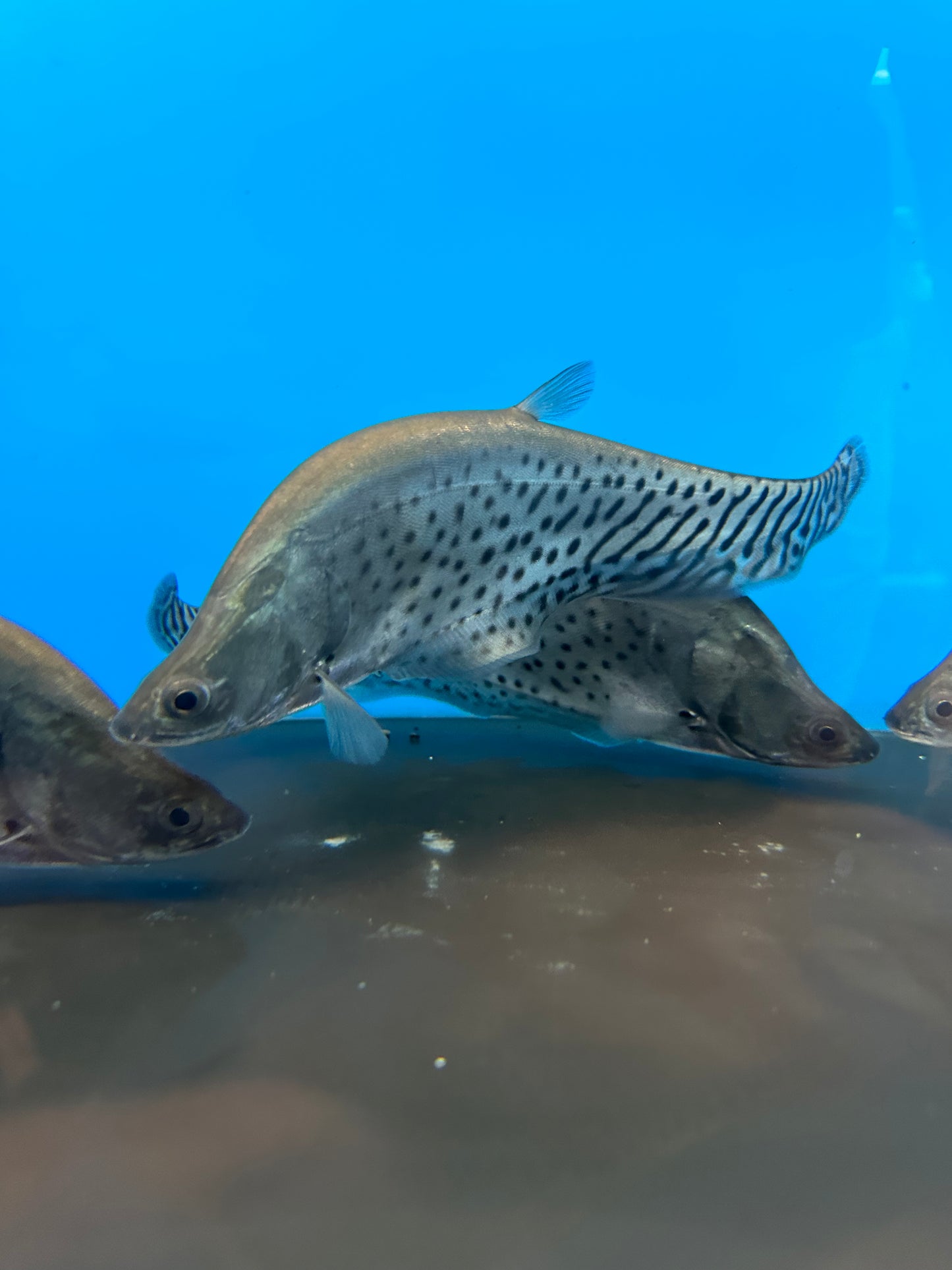 Royal Clown Knifefish (Chitala Blanci)