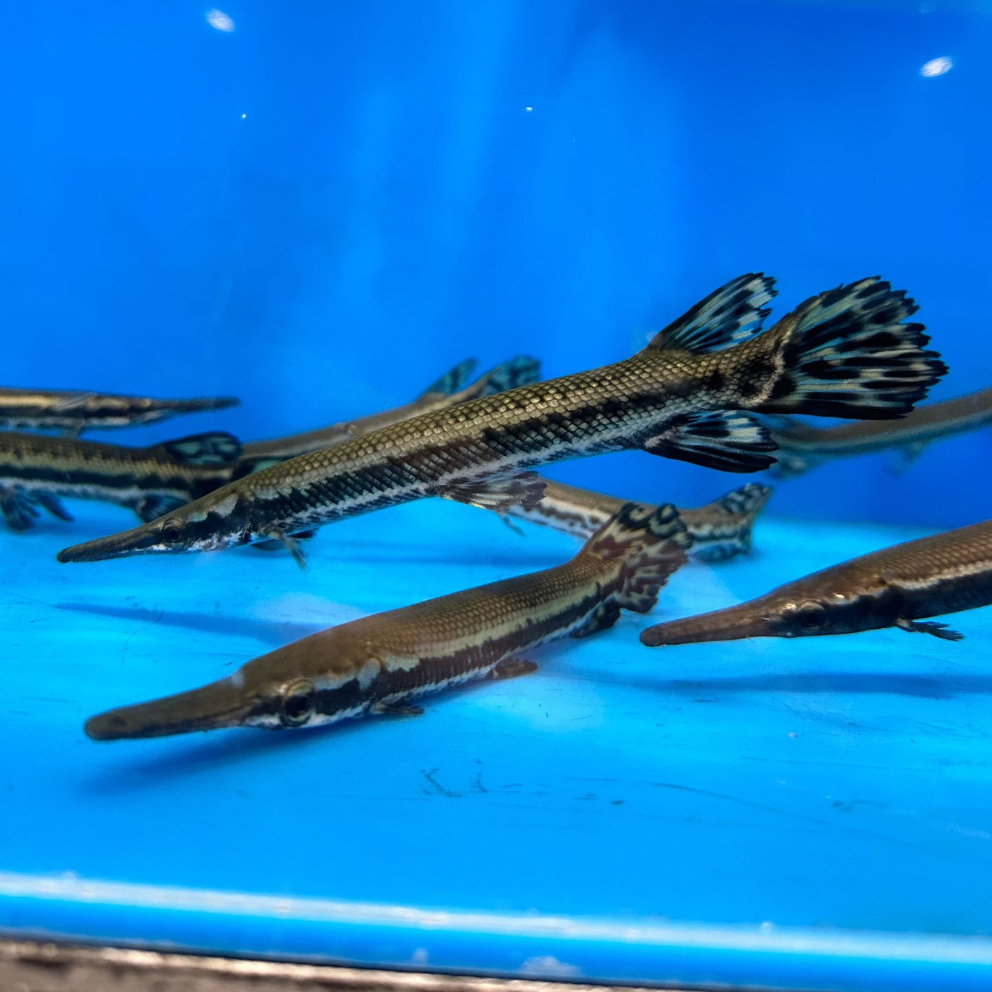 Cuban Gar (Atractosteus Tristoechus)