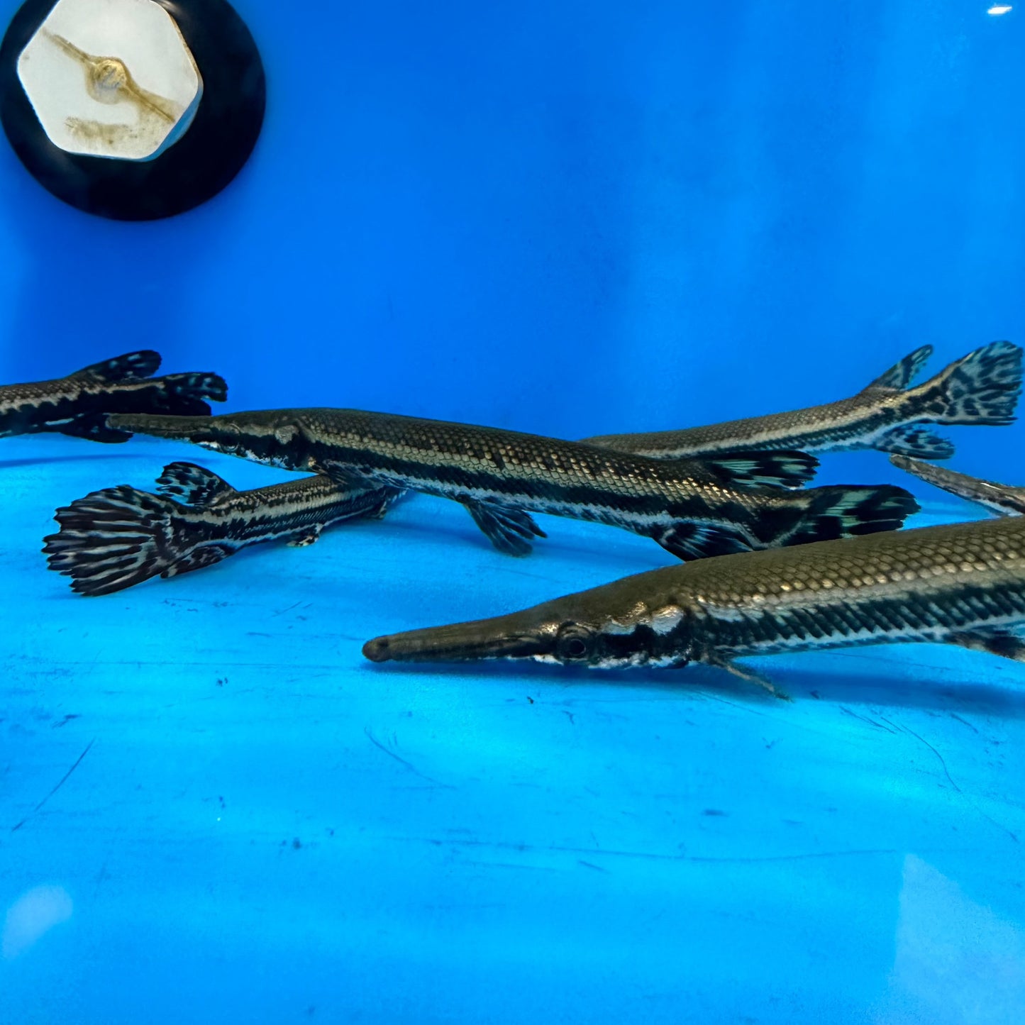 Cuban Gar (Atractosteus Tristoechus)