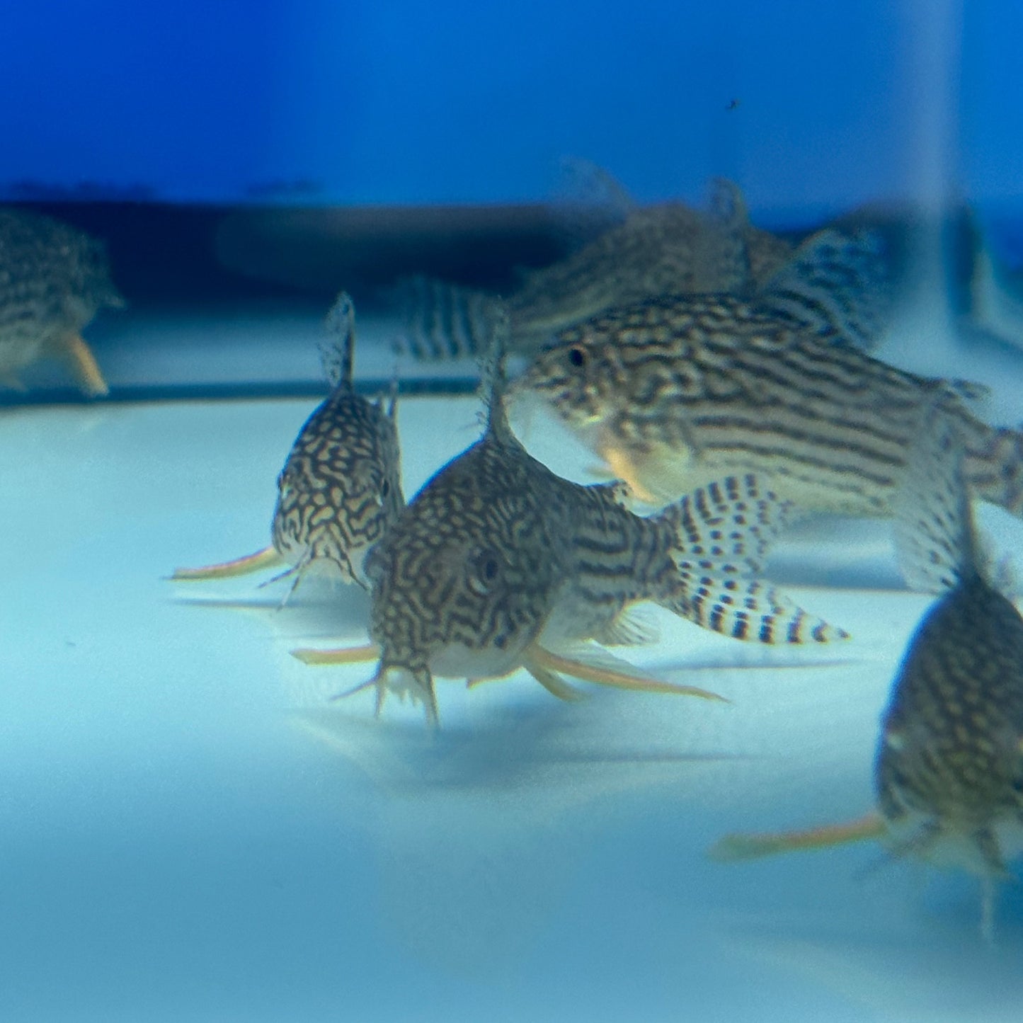 Sterbai Corydoras