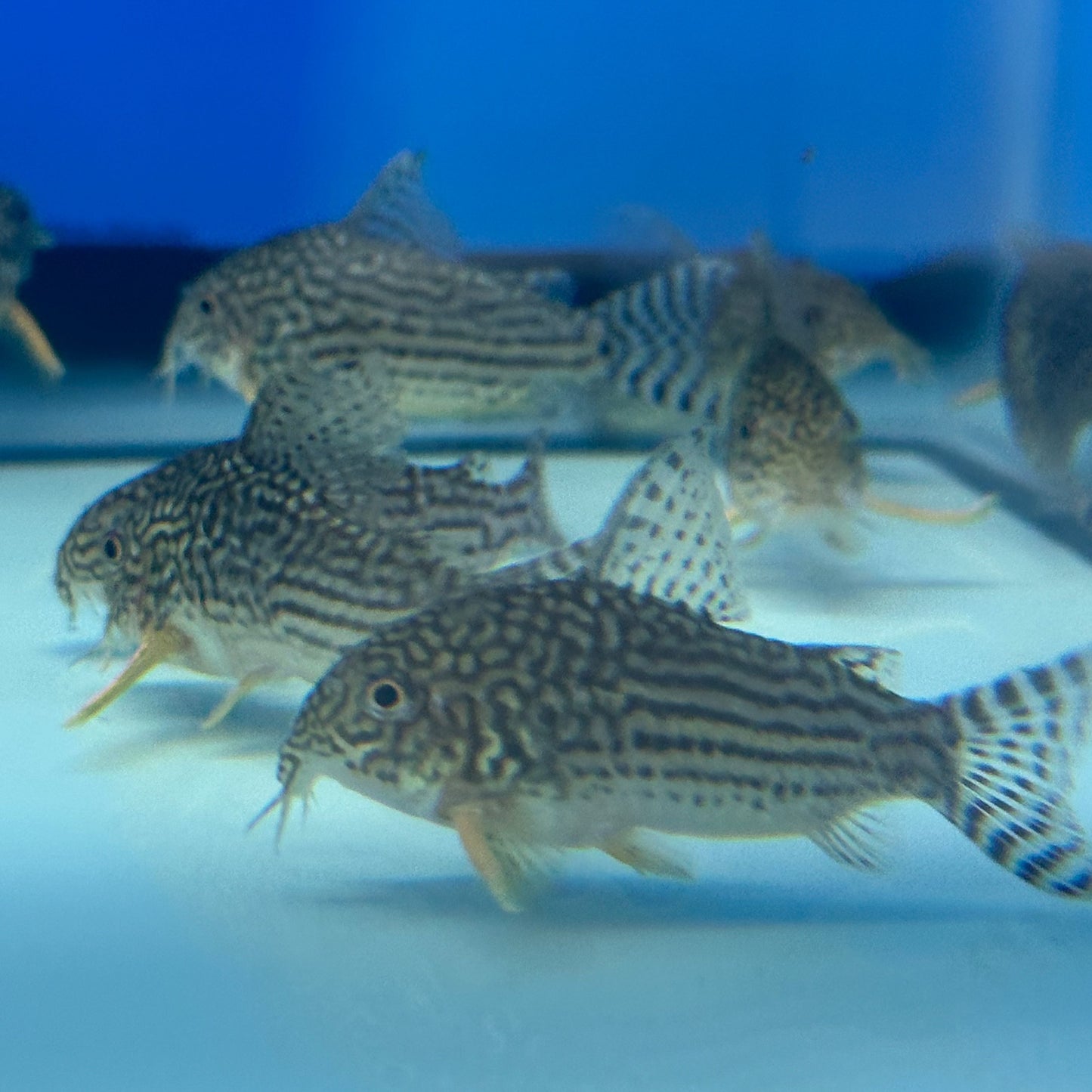 Sterbai Corydoras