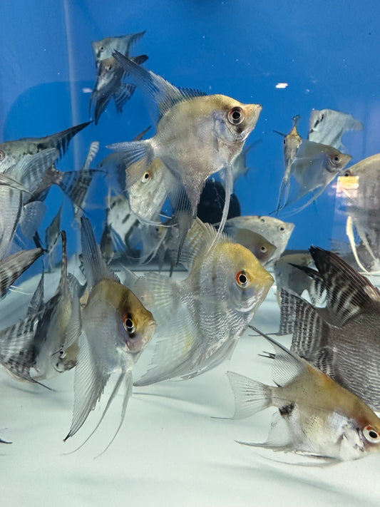 Assorted Anglefish