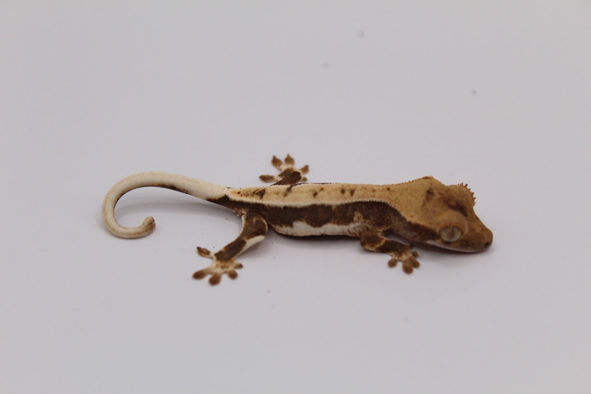 Lilly White Crested Gecko – PC Aquatics