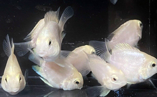 Platinum Parrot Cichlid