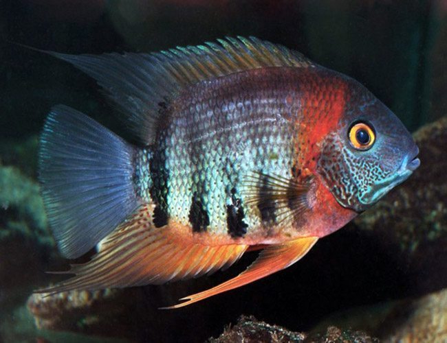 Red Shoulder Severum Cichlid