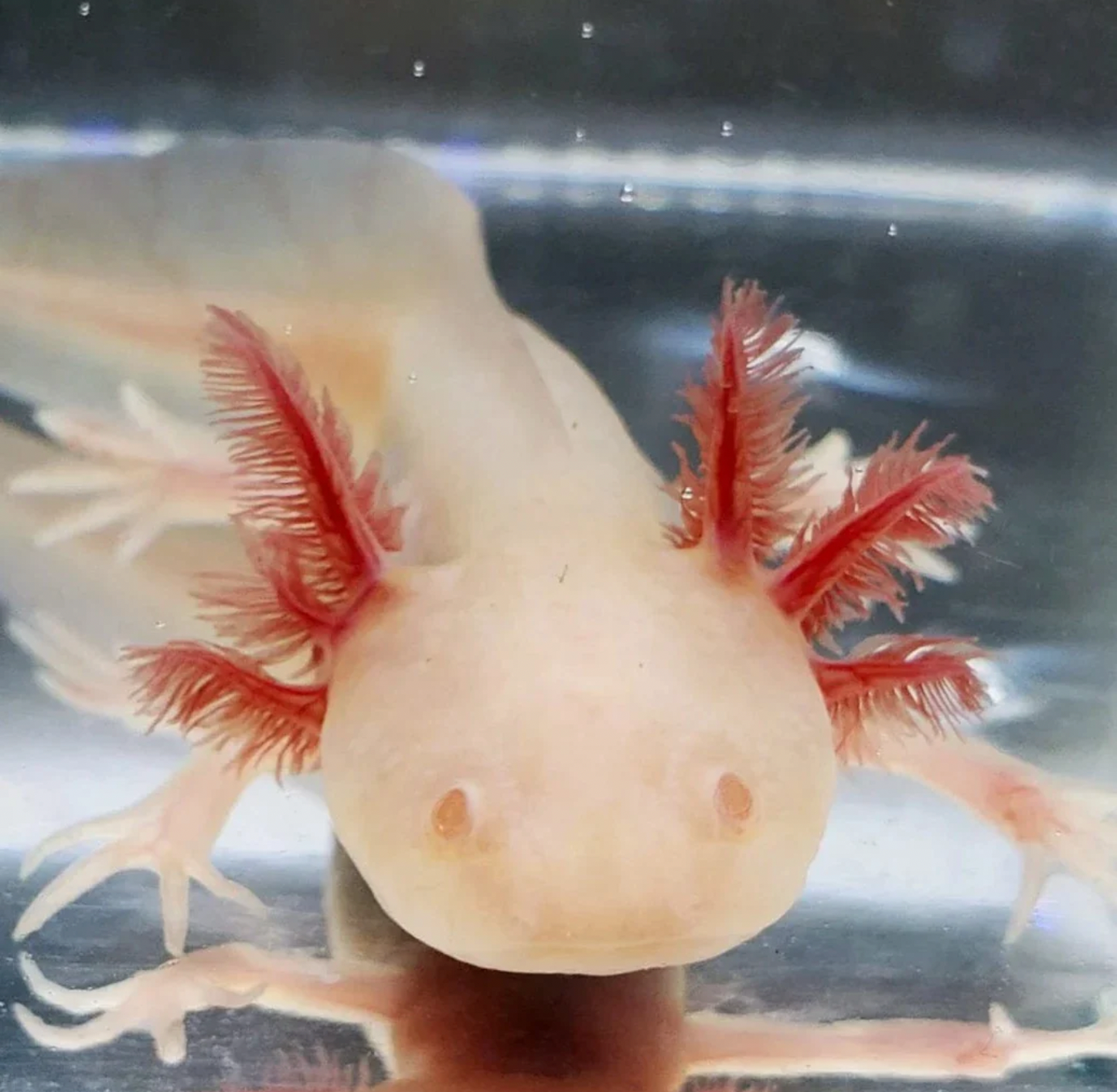 Albino Axolotl (Ambystoma Mexicanum)