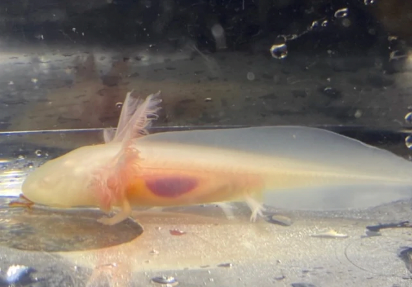 Albino Axolotl (Ambystoma Mexicanum)