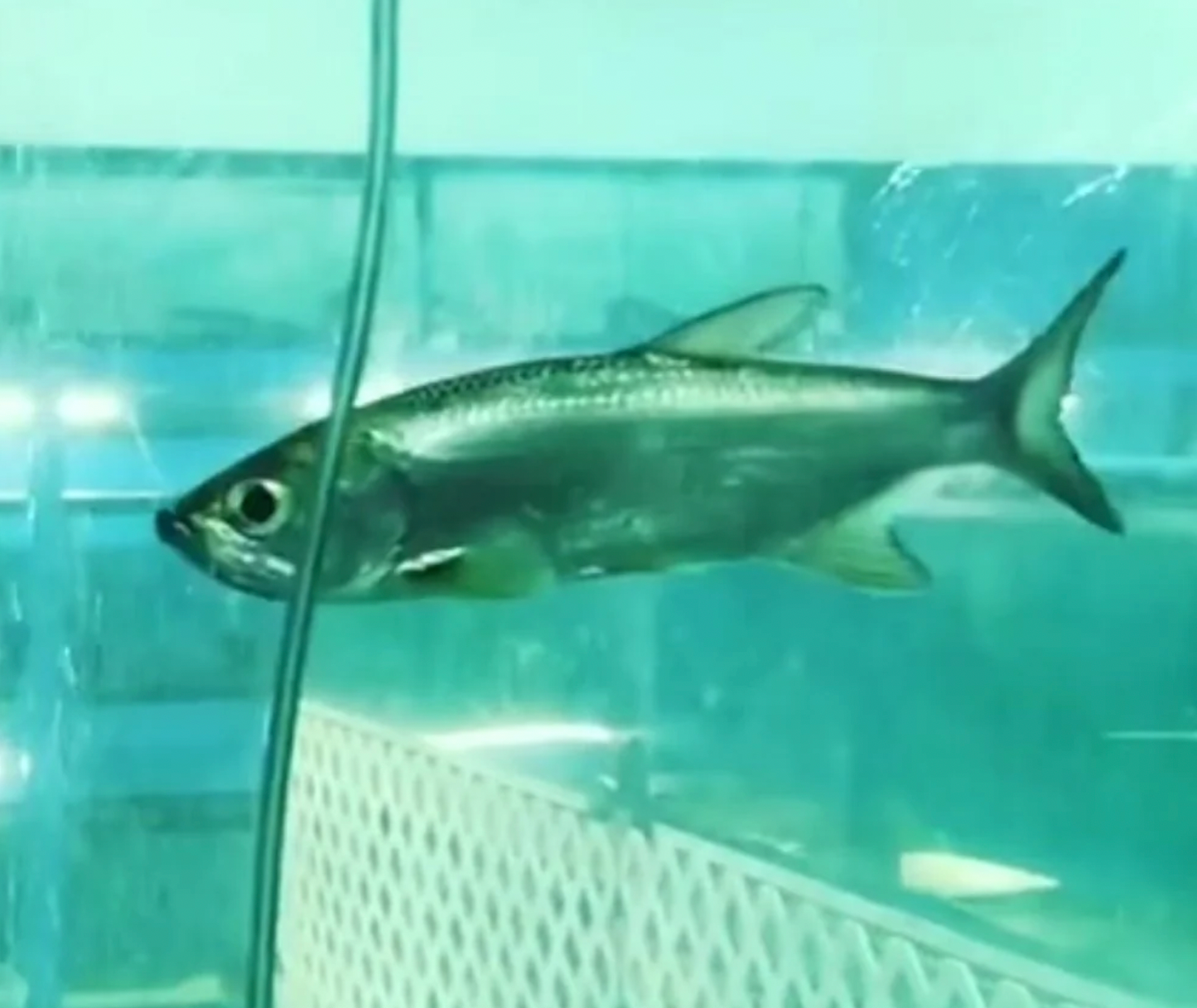 Indo Pacific Tarpon (Megalops Cyprinoides)