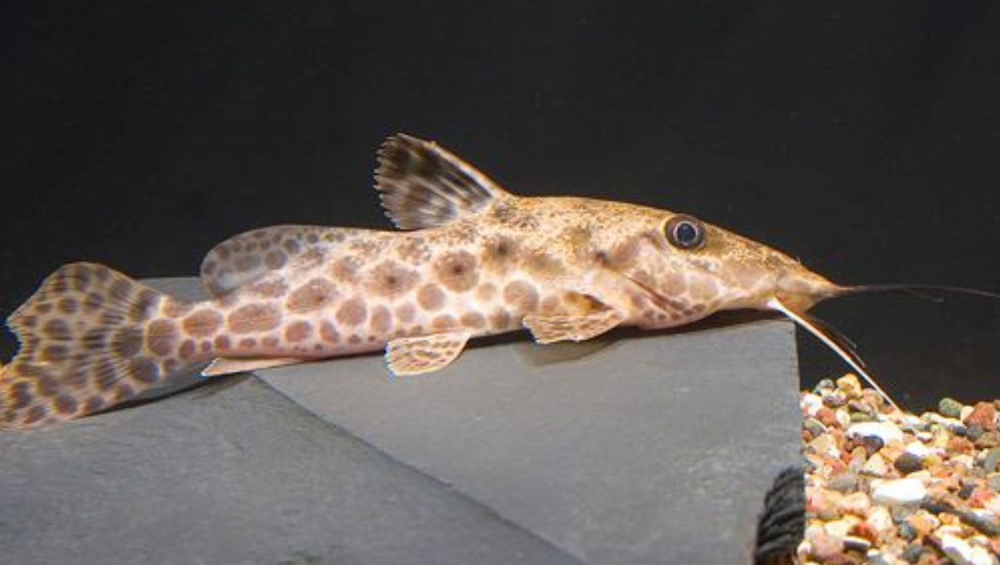 Giraffe Nose Catfish (Auchenoglanis Occidentalis)