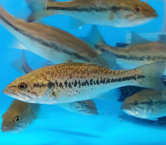 Tiger Largemouth Bass (Micropterus Sp)