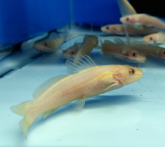 Albino Bagre Catfish (Rhamdia Quelen)