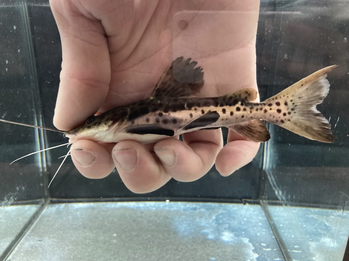 Tiger Shovelnose Redtail Catfish Hybrid